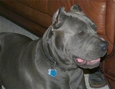 Close Up - Colossal’s Ka Dargo the blue Cane Corso is laying near a brown leather couch and its mouth is open