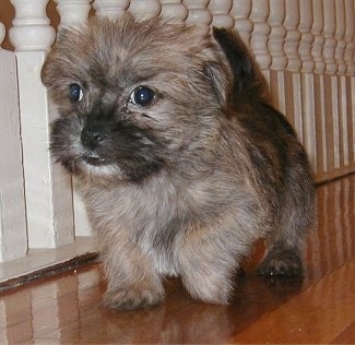 Bentley the Care-Tzu Puppy is walking across a hardwood floor next to white bannister railings