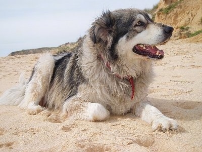 Bongo the Carpathian Shepherd dog is laying in sand with its mouth open and dunes are in the background