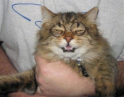 A longhaired tiger cat in the arms of a person is wearing Harry Potter glasses