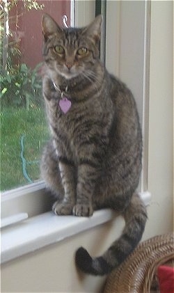 Gypsy the Tabby cat is sitting on a windowsill and looking at the camera holder