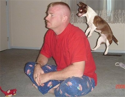 Bonita the Chihuahua is jumping at the back of a man who is sitting in his pajamas indian style