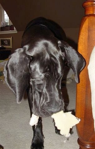 Close Up - Foose the Great Dane is walking away from the destroyed mattress with a chunk of foam still in his mouth