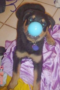 Piper the Rottweiler Puppy is laying on a tiled floor on a shiny purple shirt with a baby-blue ball in its mouth