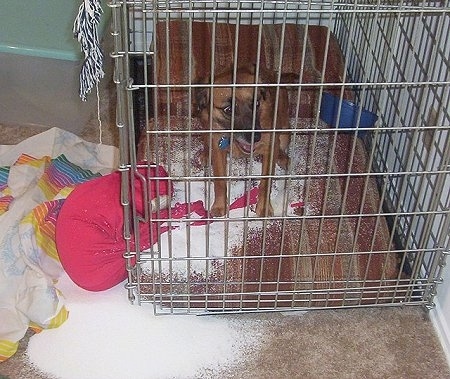 Jenova the Beagle/Husky Mix is sitting in a crate next to a ripped open bean bag. The insides of the bean bag are everywhere, inside and out of the crate