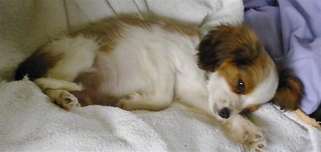 Close Up - 10 week old Cava-lon puppy is laying on a blanket