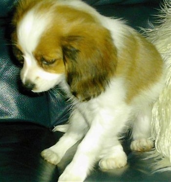 Close Up - 10 week old Cava-lon puppy is sitting on a black leather couch and looking down