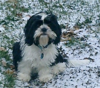 Charlie the black and white Cava-Tzu is sitting on snow and grass