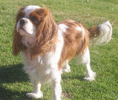 Daphne the Cavalier King Charles Spaniel is standing outside in grass and the wind is blowing her fur