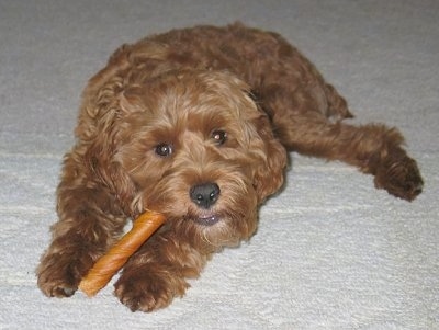 Charlie the Cavapoo is laying on a white blanket and chewing on a stick