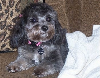 Close up - A fluffy, black with brown and white Cavapoo is laying on a couch and its bottom half is covered by a towel. It has longer hair on its ears.