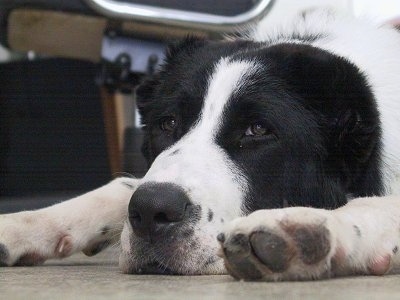 Gulliver the black and white Central Asian Ovtcharka puppy is laying down and its head is on the ground