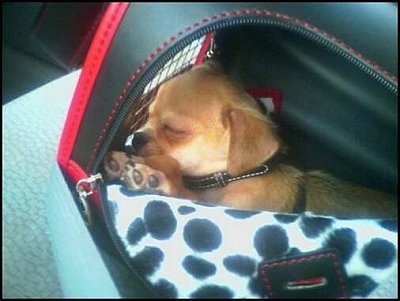 Wicket the Chin-wa puppy is sleeping inside of a carrying bag.