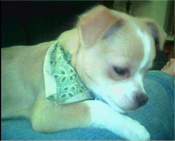 Close Up - Killah the Chin-wa puppy is wearing a green and white bandana while laying on a persons leg
