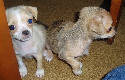 Two Chin-wa puppies, Killah and Wicket, are sitting next to the legs of a wooden table on a brown carpet