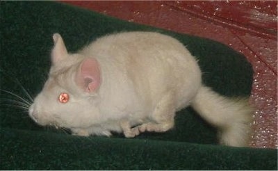 Side view - A pink white chinchilla is running across a green towel. It is looking to the left.