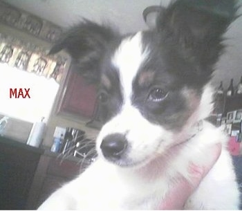 Max the white, black and brown Chion puppy is being held in the air by a persons hand in a kitchen. The Word - MAX - is overlayed