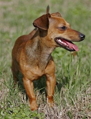 Bella the brown Chiweenie is standing outside in grass looking to the right with his mouth open and tongue out