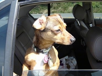 Jerry the Chiweenie is jumped up against the back seat window. The window is down and he is looking to the right
