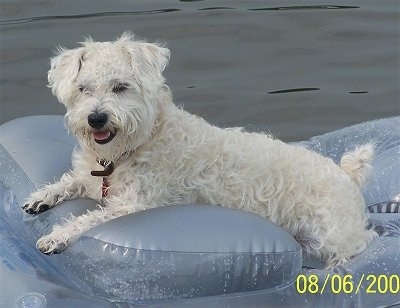 Smokey the white Chonzer is floating on a raft in a body of water