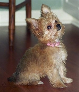 Close Up - Ellie the tan perk-eared Chorkie puppy is sitting on a hardwood floor and looking up