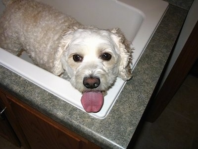 Bailey the white and tan Cock-A-Chon is standing in a sink that has a green counter top and looking up to the camera holder. Its mouth is open and tongue is out