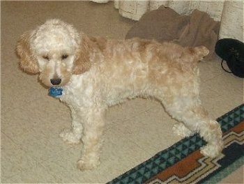 Cody the cream Cockapoo is standing on a tiled floor with this back leg on a throw rug and looking down towards the ground