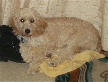 Cody the cream Cockapoo is laying on a towel leaning his head on a pair of black boots. There is a Curtain hanging down behind him and a throw rug to his right