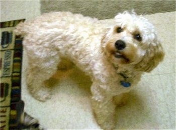 Cody the cream Cockapoo is standing on a tiled floor. There are two rugs in front and next to him