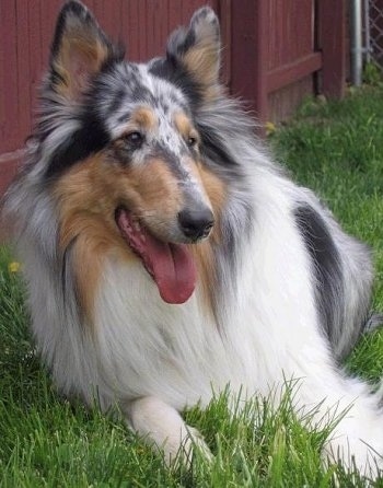 Faith the blue mmerle Rough Collie is laying in grass in a yard next to a red wooden fence with her mouth open and tongue hanging out