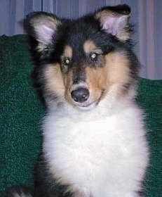 Piper the tricolor Rough Collie puppy is sitting on a green couch and there are white curtains behind her