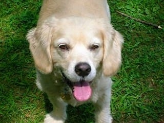 Close Up - A white and tand Golden Cocker Retriever is standing in a field. Its mouth is open and tongue is out. There is a stick to the right of it