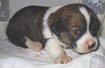 A black, brown and white Copica puppy is laying on a white lace blanket