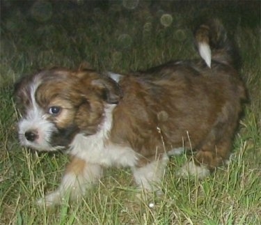 Lady the tan, white and black Copica puppy is walking across a lawn at night