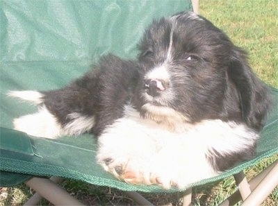 Jock the black and white Copica puppy is laying in a lawn chair. Jock is giving side-eye to the camera holder