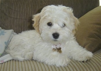 Sultan the Coton De Tulear puppy is laying on a tan couch in front of a pillow. One of Sultans eyes are covered by hair