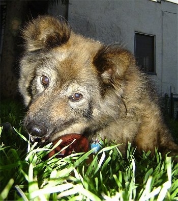 Sacchetto the Coydog is laying outside in grass at night and chewing on a toy