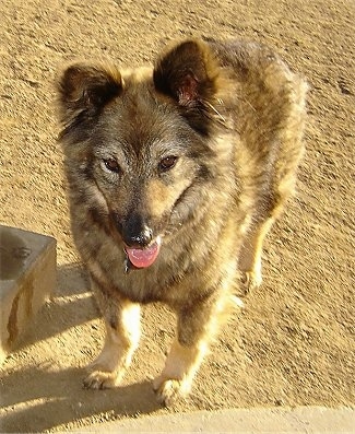 Sacchetto the Coydog is standing in dirt in front of a concrete step. Her mouth is open and there is dirt on her nose