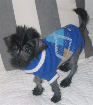 Winkx the hairless Crestepoo is wearing a blue plaid sweater and looking to the left standing on a bed