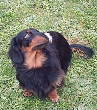 Felix the black and tan Miniature Longhair Dachshund is sitting outside. There is a feather on his nose.