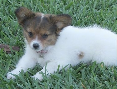 Kadi the Dameranian puppy is laying in a field of thick grass. Her body is all white with a tan spot and her head is tan with black.