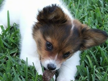 Kadi the white, tan and black Dameranian puppy is laying in thick grass and chewing on a piece of tree bark