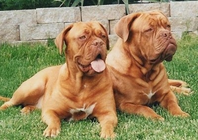 Roxy and Tonka Toy Rhys the Dogue de Bordeauxs are laying outside in a yard and there is a small brick wall behind them