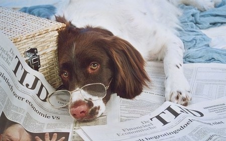Close Up - A Drentsche Patrijshond dog has glasses on its face and there is a wicker basket next to it and newspapwers under it.