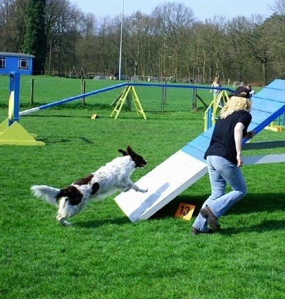 A Drentsche Patrijshond dog is running up a ramp at an agility obstacle park. There is a lady wearing a hat and running next to it