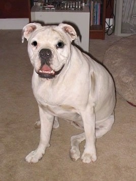 A large, wide-chested, thick, white with grey EngAm Bulldog is sitting on a carpet. Its mouth is open and it looks like it is smiling.