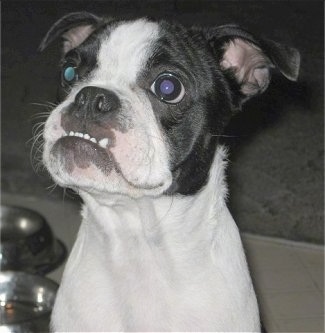 English Boston-Bulldog Dog Breed Pictures, 1