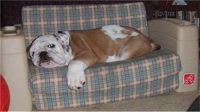 Diesel the English Bulldog puppy laying on a small child-size plaid couch and a bookshelf is in the background