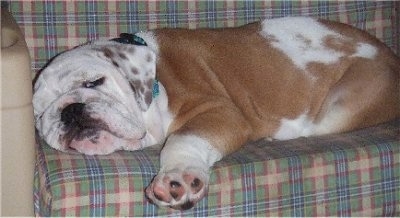 Diesel the English Bulldog puppy sleeping on a small child-size plaid couch
