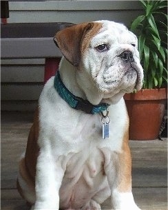 Diesel the English Bulldog puppy sitting on a wooden porch in front of a potted plant